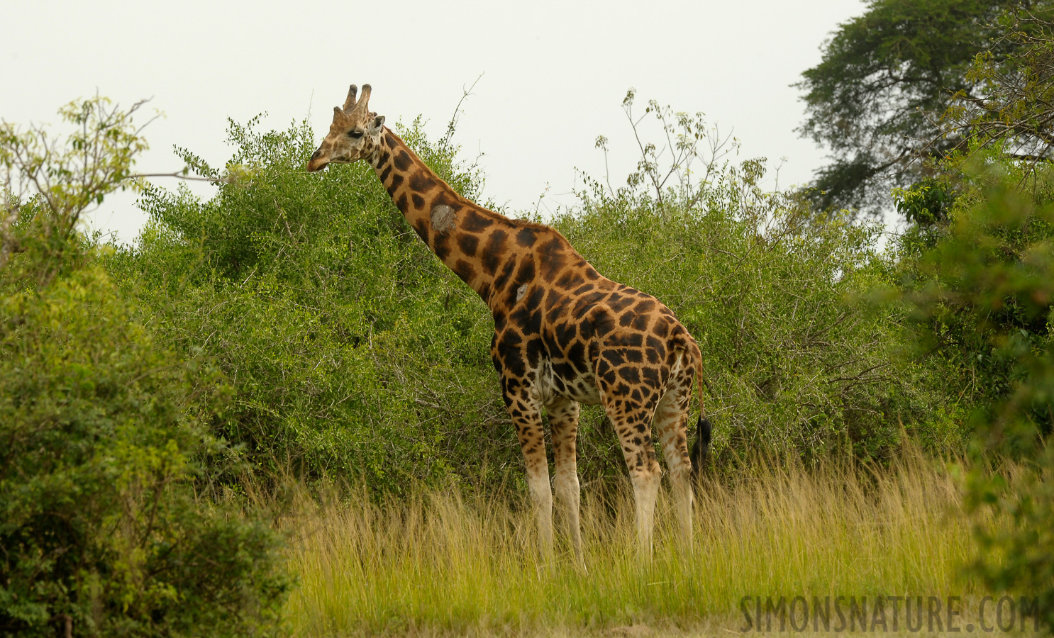 Giraffa camelopardalis rothschildi [400 mm, 1/400 sec at f / 11, ISO 800]